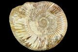 Polished Jurassic Ammonite (Perisphinctes) - Madagascar #104945-1